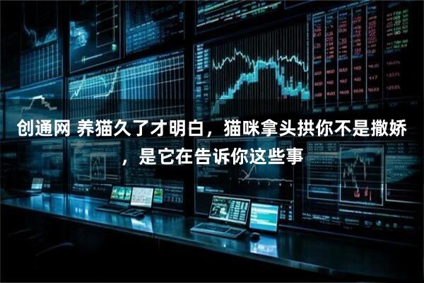 创通网 养猫久了才明白，猫咪拿头拱你不是撒娇，是它在告诉你这些事